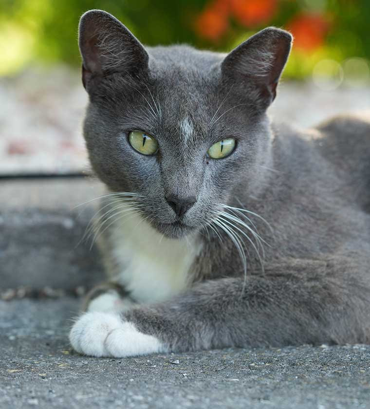 Bluffy_OfficeCat
