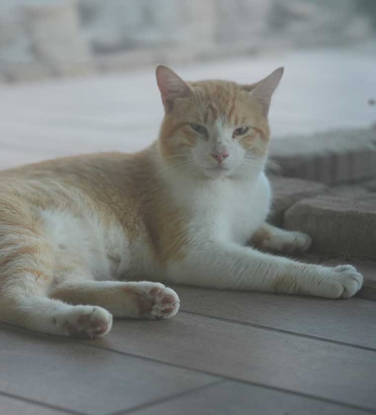 Chester_OfficeCat
